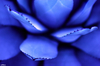 blue-leafs.jpg